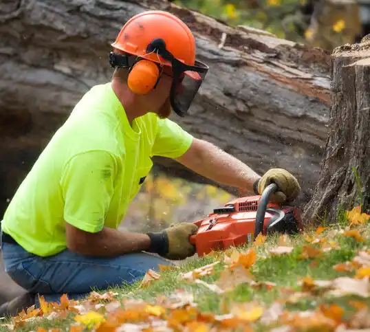 tree services Otisville